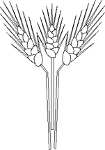 Gleckhampfele